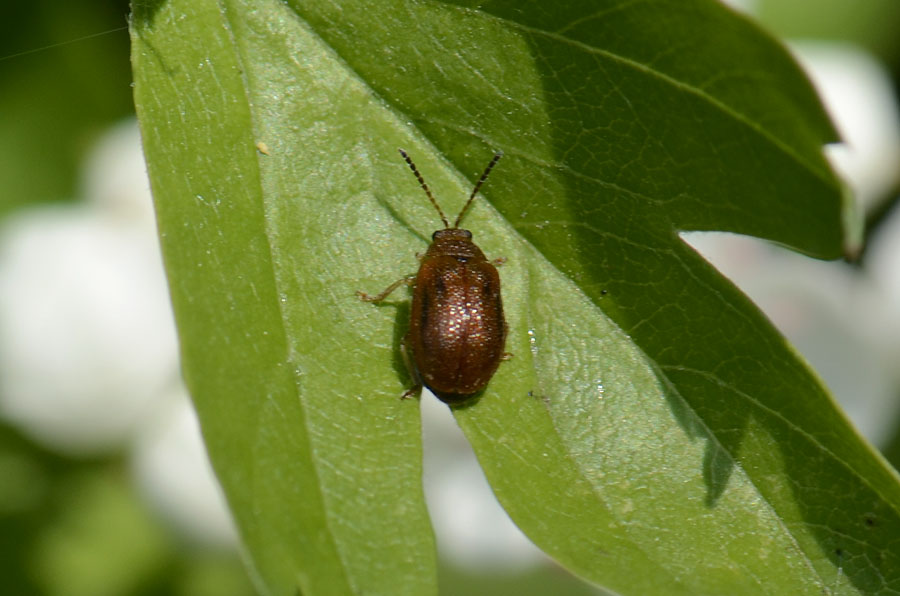 Chrysomelidae:  Lochmaea crataegi
